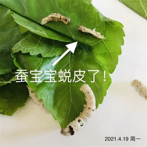 蠶卵幾天孵化|如何飼養蠶？